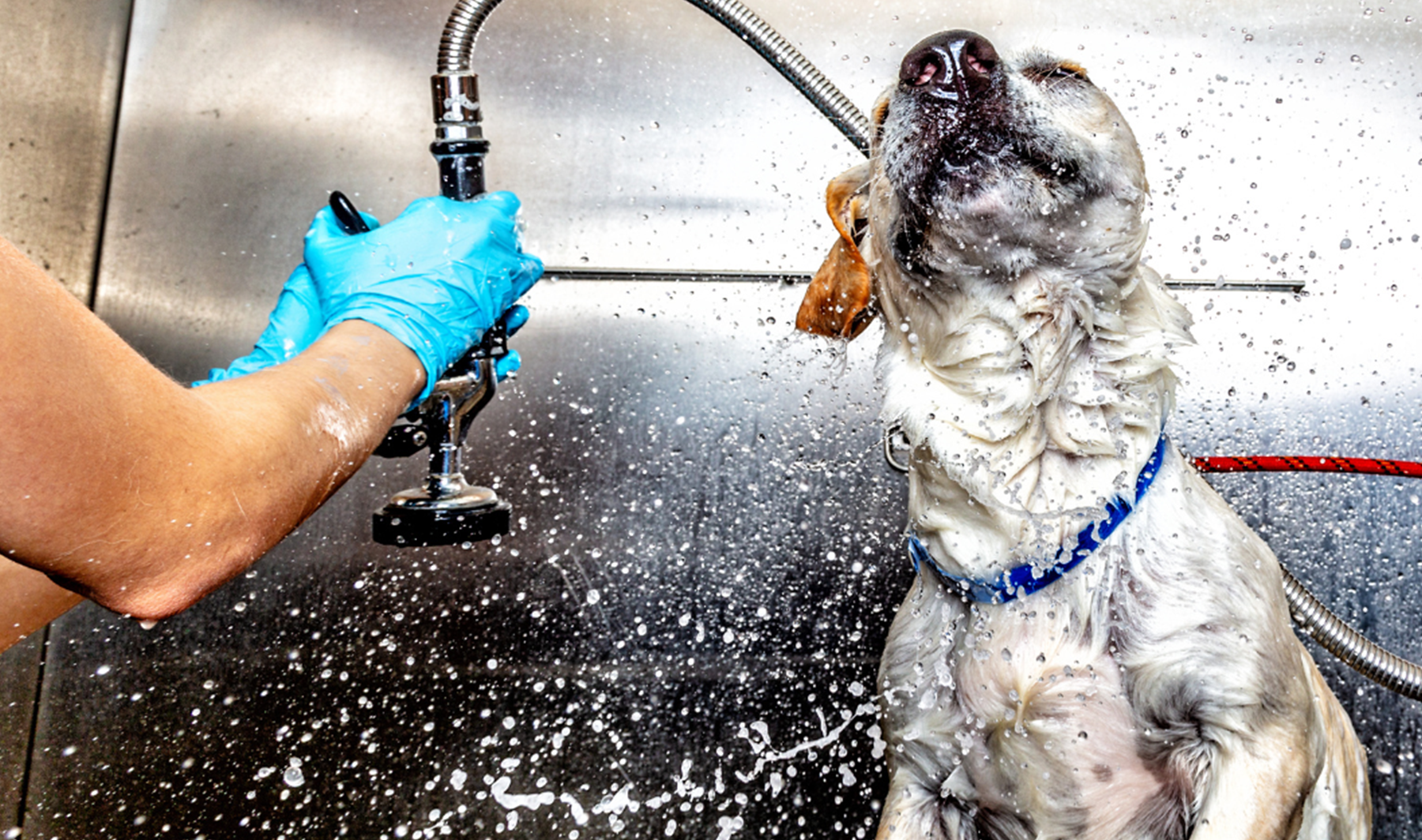 Dog Grooming 2