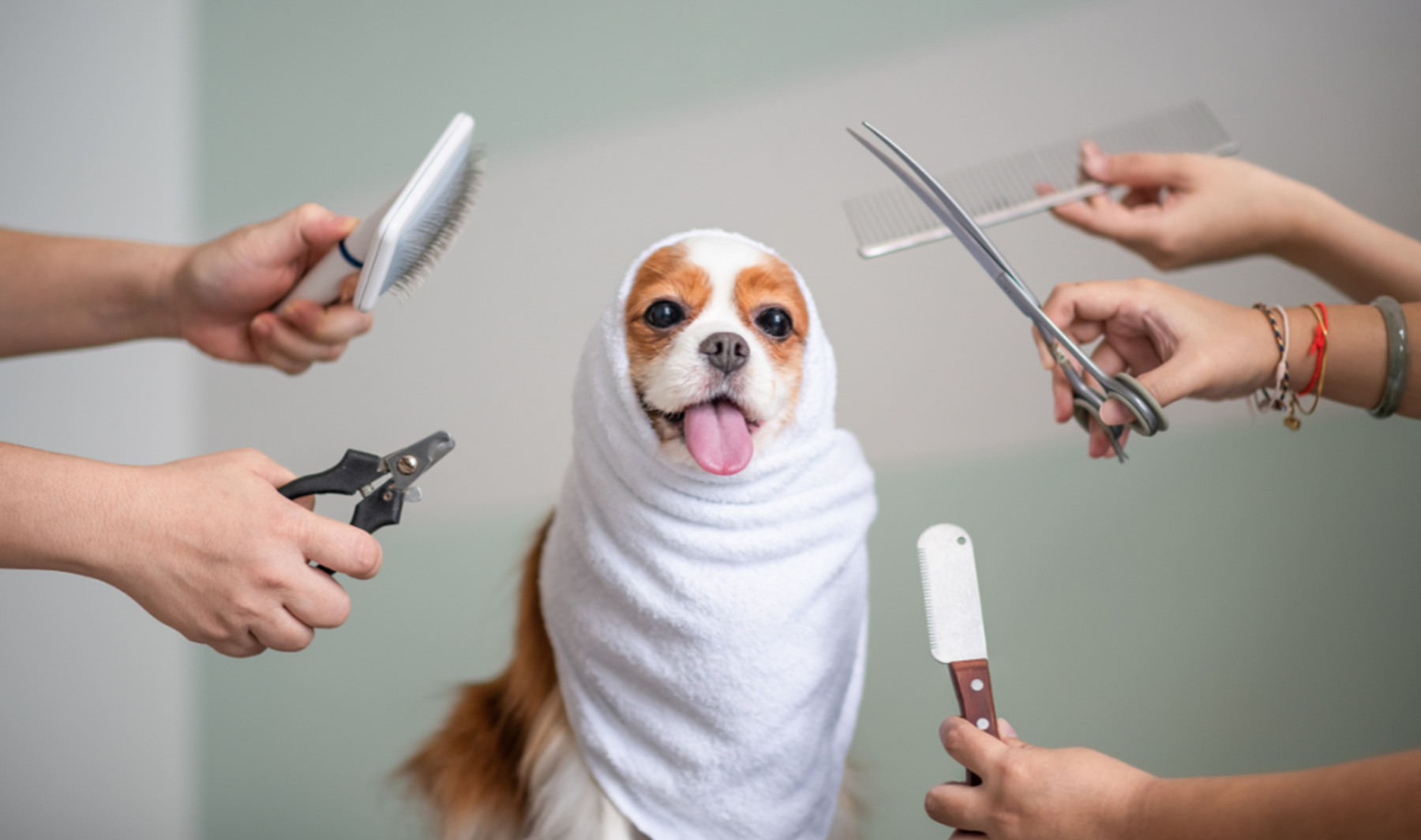 Dog Grooming