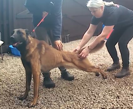 Lunge Dog